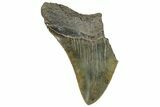Partial, Fossil Megalodon Tooth - Serrated Blade #320671-1